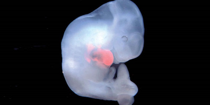 La clonación de embriones animales o humanos